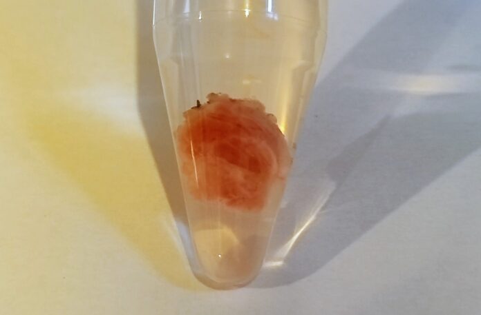 naukowcy wynaleźli biomateriał